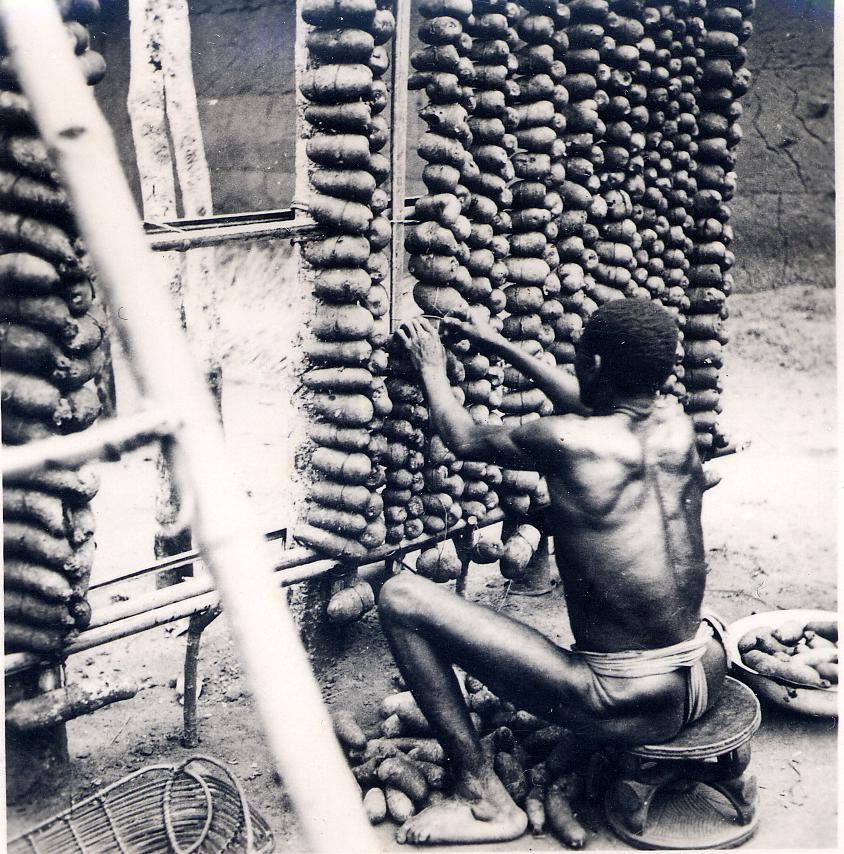 A black-and-white photograph: an Igbo man, seated on a low carved stool with his back to the camera, ties yams in rows onto the tall wooden pole-and-rope frame of a yam barn (ọba jị); a bowl of yams and scattered tubers sit on the ground beside him.